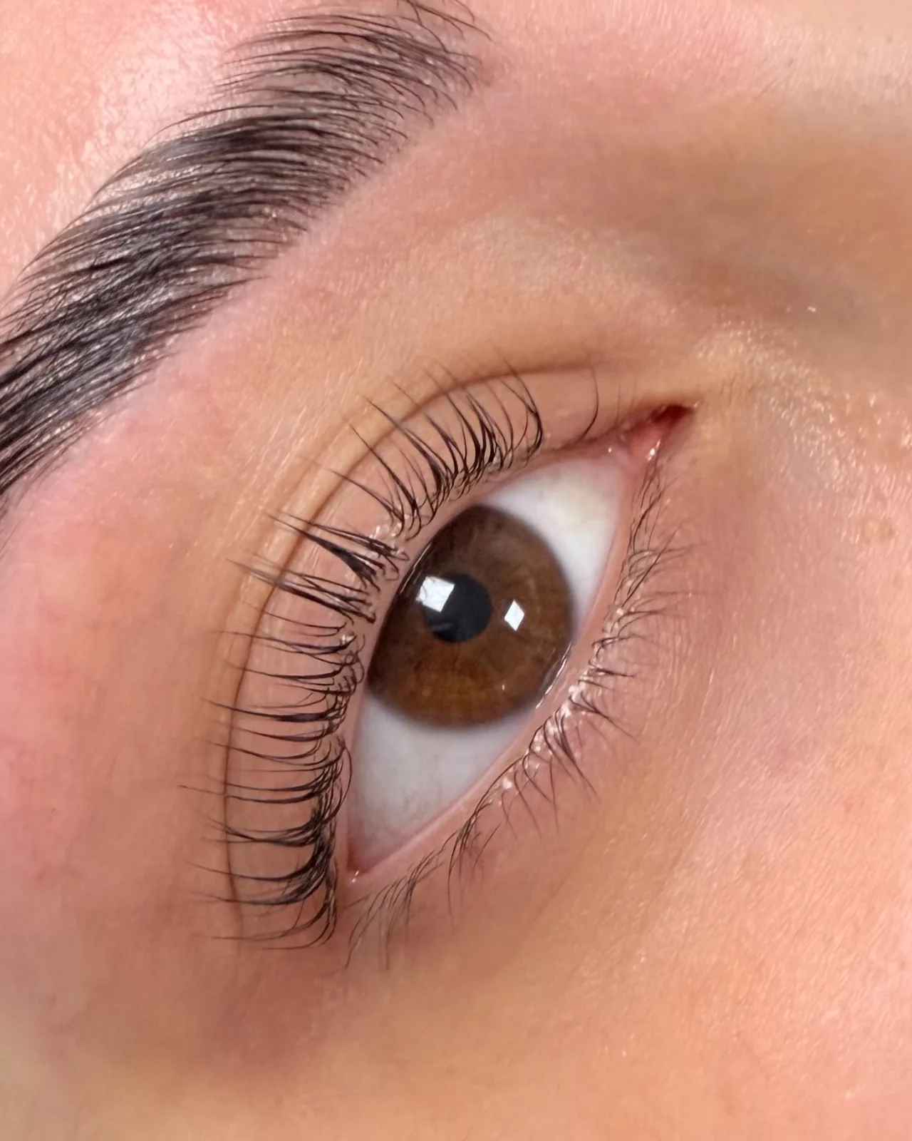 Ein braunes Auge mit gelifteten, gefärbten Wimpern nach einem Korean Lash Lift, aus der Nähe